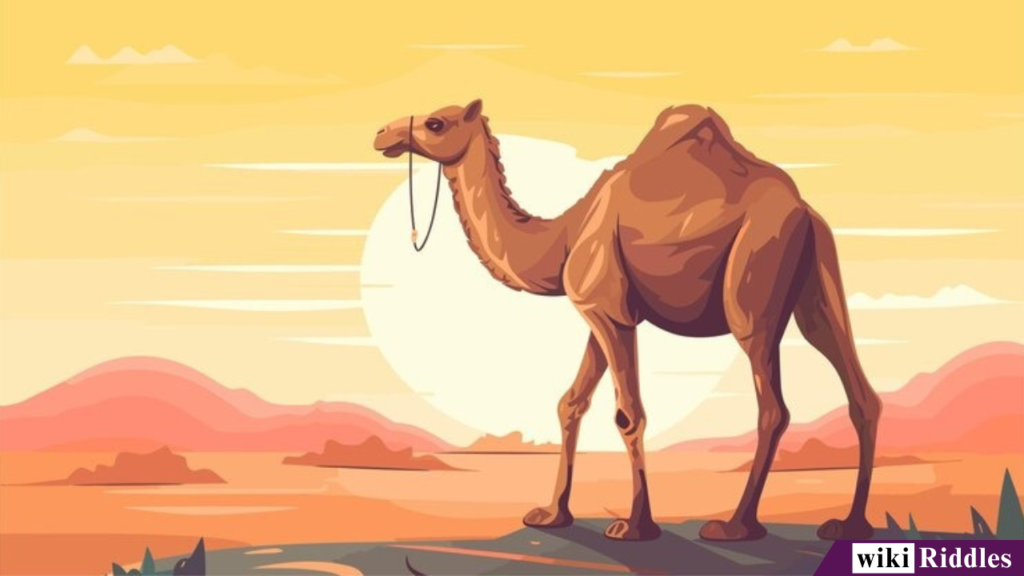 250+ Tricky & Clever "Camel Riddles" with Answers